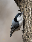 White breasted Nuthatch 0552